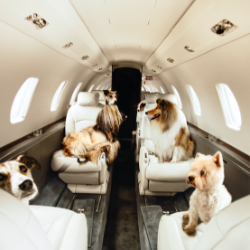 We all want to travel with our pets, that's why pet friendly trips are one of the FAQs we answer the most.