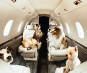 FAQs about private aviation: Travel with pets